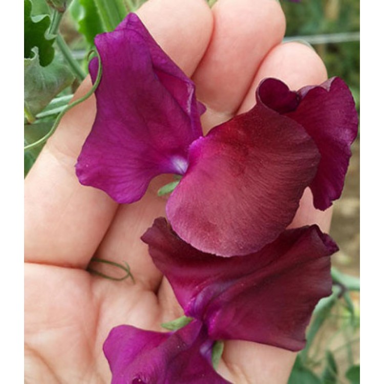 Семена Горошек душистый Русский Размер пурпурный
