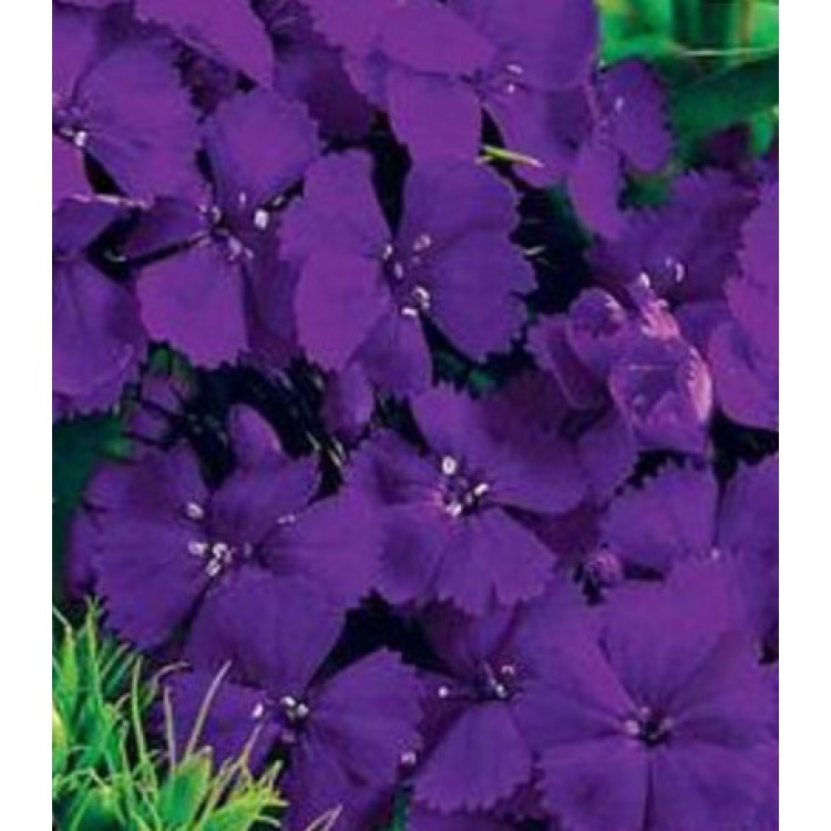Семена Гвоздика турецкая Фиолетовая гора