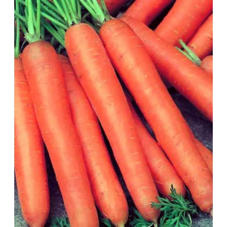 Морковь гранулированная бессерцевинная Лонге Роте