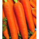 Морковь гранулированная Королева осени