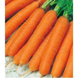 Морковь гранулированная Осенний король